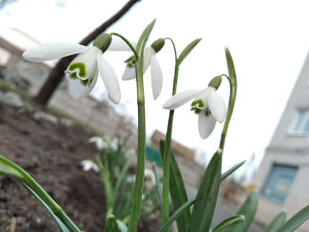 Snowdrop, primrose. Sparkling flowers. Beautiful flowers in early spring.の写真素材