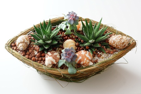 Aloe vera in potの写真素材