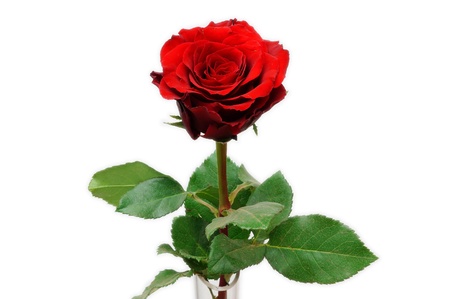Single red rose isolatedの写真素材