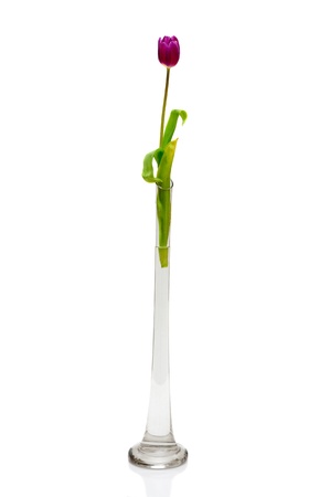 single tulip in vaseの写真素材
