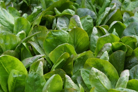 salad fieldの写真素材