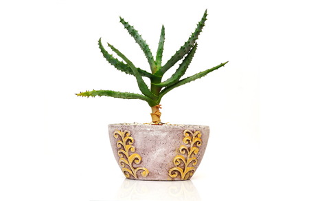 decorative cactus の写真素材