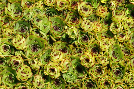 Common houseleek ( Sempervivum tectorum )の写真素材