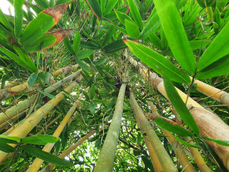 worm's eyeview on green bamboo trees for backgroundの写真素材