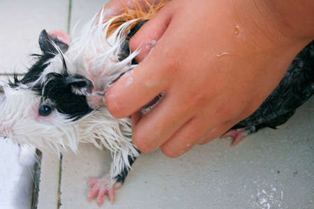 Human pair of hands bathing a guinea pig.の写真素材
