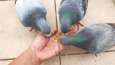 Human hand feeding 3 hungry pigeonsの写真素材