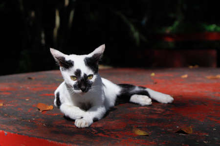 Black and white cat relaxing on top of red tableの写真素材