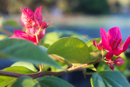 Young bougainvillea plant with light purple flowers, close upの写真素材