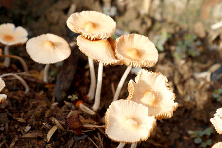 Closeup shot of fairy ring mushroom.の写真素材