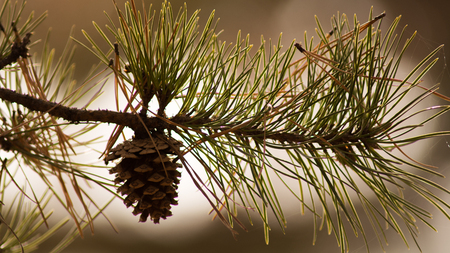 Pine cone with sun as  backlightの写真素材
