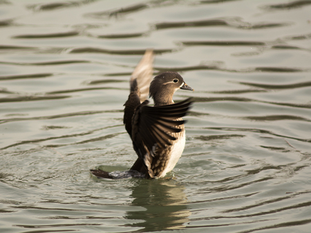 A female duck shaking off waters from her feather after a diveの写真素材