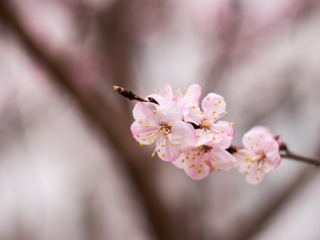 Beautiful cherry flowers in a branch with cherry budの写真素材