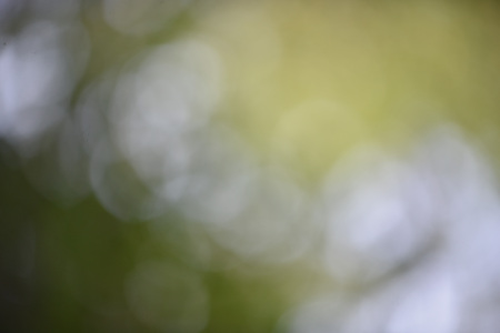 Bokeh leaf green nature forest sunlight backgroundの写真素材