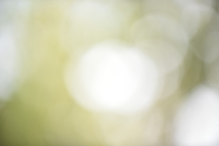 Bokeh leaf green nature forest sunlight background