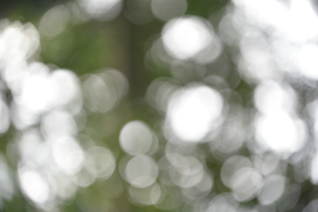 Bokeh leaf green nature forest sunlight background