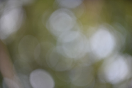 Bokeh leaf green nature forest sunlight backgroundの写真素材