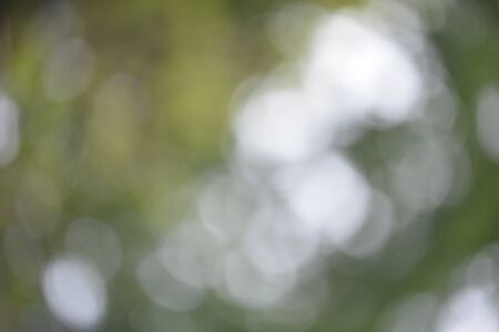 Bokeh leaf green nature forest sunlight backgroundの写真素材
