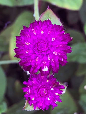Beautiful Flowers