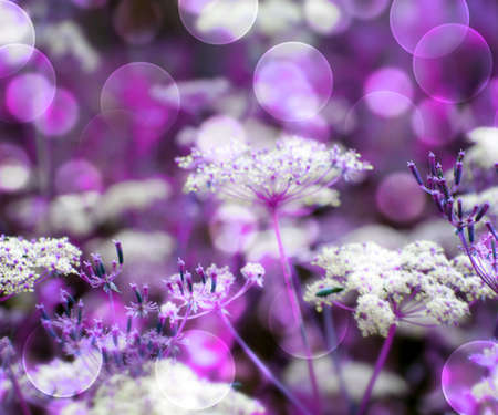 Violet Wild Flowers Backgroundの写真素材