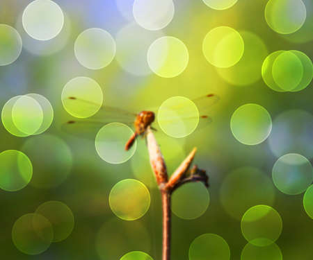 Spring Backgroundの写真素材