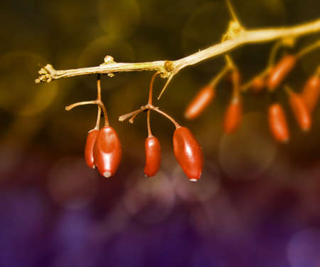 Nature Backgroundの写真素材