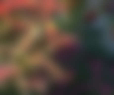 Blurred Image Background
