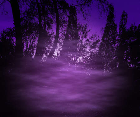 Dark Forest Backdropの写真素材