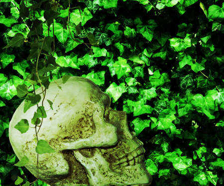 Poison Ivy Backgroundの写真素材