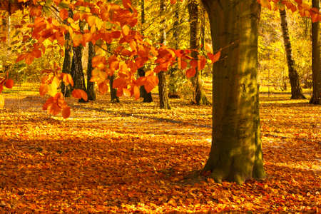 Autumn in the Park