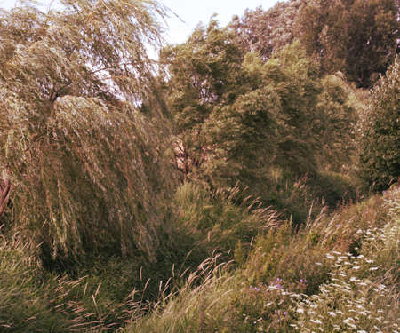 Natural Background
