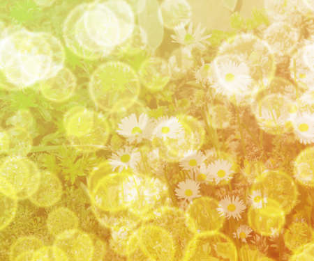 Flower Bokehの写真素材