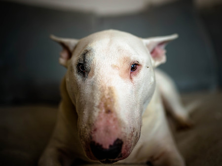 english bull terrier portraitの写真素材