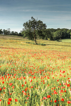 poppy field in hertfordshireの写真素材