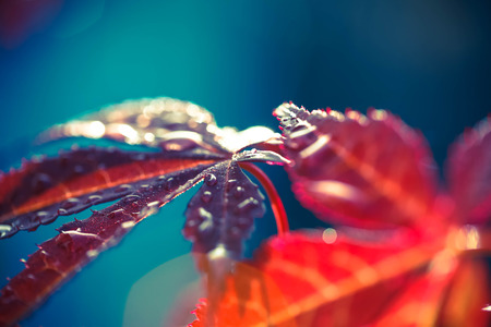 macro shot of  red leaves