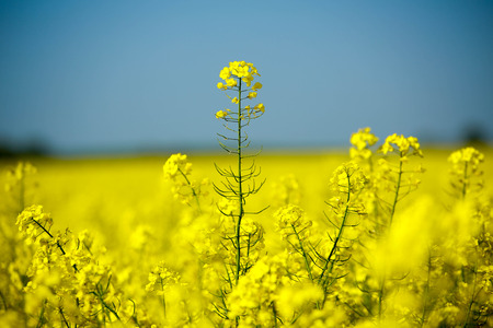 a field of rapeseedの写真素材