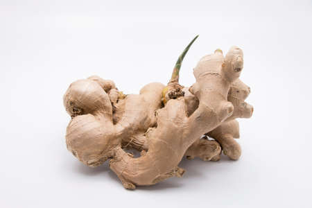 Ginger on White Backgroundの写真素材