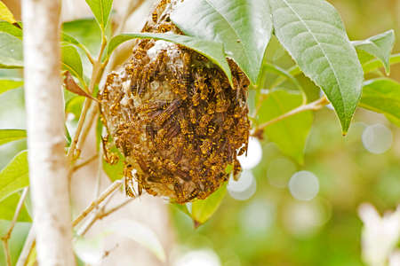 Swarm of Wasps on Nestの写真素材