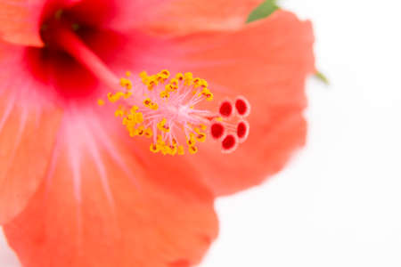 Pistil of a Red Orange Hibiscus on White Backgroundの写真素材