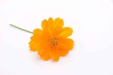 Yellow Cosmos Flower Isolated on White Backgroundの写真素材