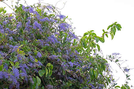 Petrea volubilis Flowers with Green Leaves 2の写真素材