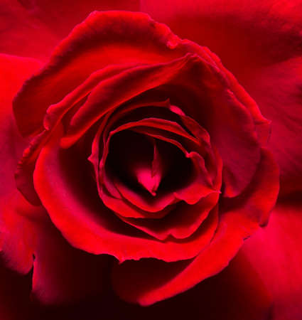 Closeup Petal of Beautiful Red Rose 1