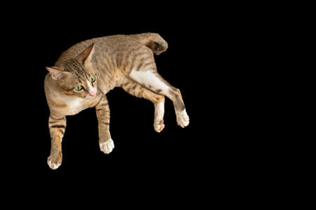 Cute Cat lay down Isolated on Black Backgroundの写真素材