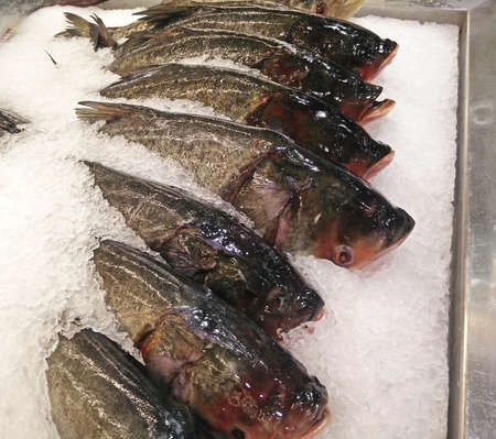 Group of Bighead Carp on Ice for Sale
