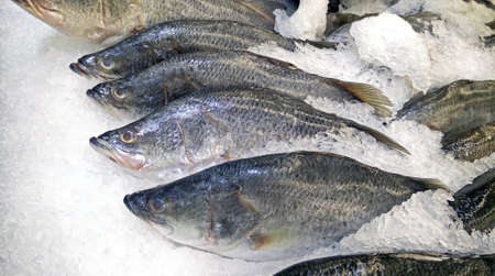 Group of Silver Perch or White Perch on Ice for Sale