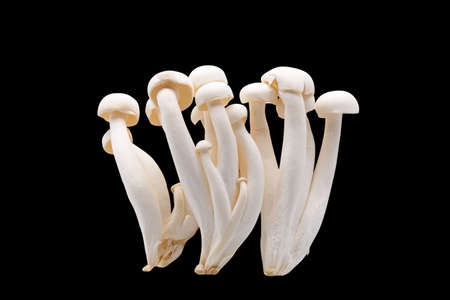 White Beech Mushrooms Isolated on Black Background