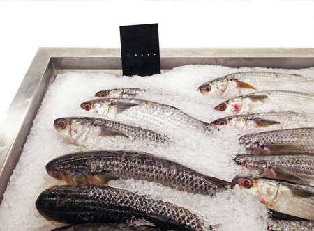 Closeup Group of Fresh Gray Mullet on Iceの写真素材
