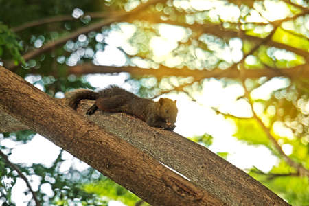 Closeup of Squirrel Eating Food on Treeの写真素材