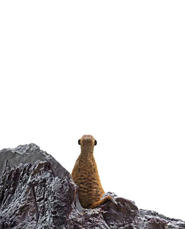 Backside of Meerkat Looking Isolated on White Backgroundの写真素材