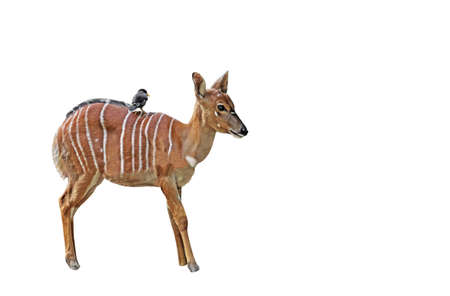 Tragelaphus angasii or Nyala Isolated on White Background
