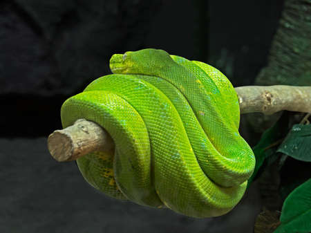 Closeup Green Tree Python Coiled Around a Branchの写真素材
